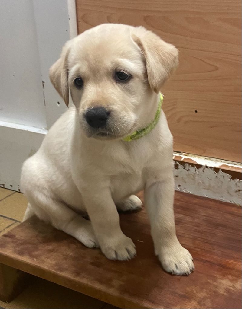 chiot Labrador Retriever de la petite Bourionne