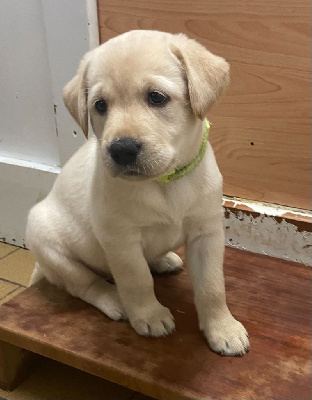 de la petite Bourionne - Labrador Retriever - Portée née le 17/10/2023