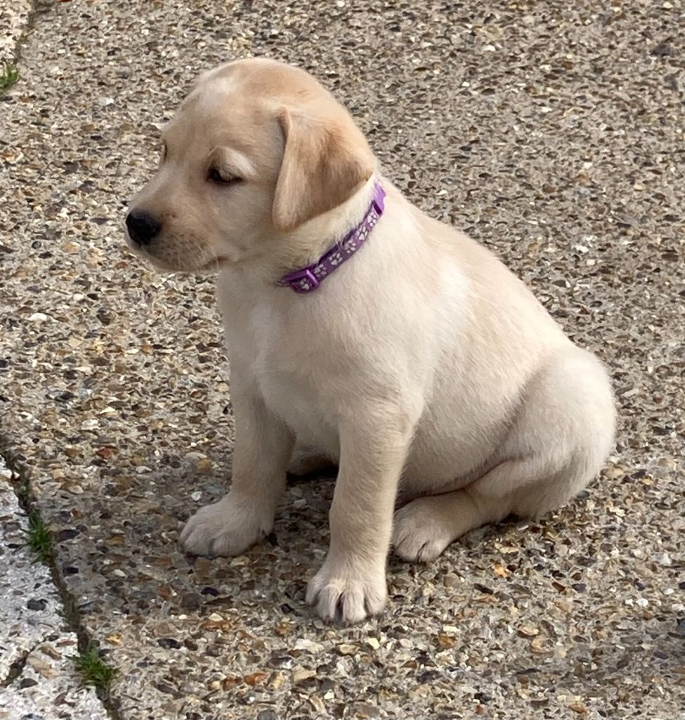 de la petite Bourionne - Chiots disponibles - Labrador Retriever