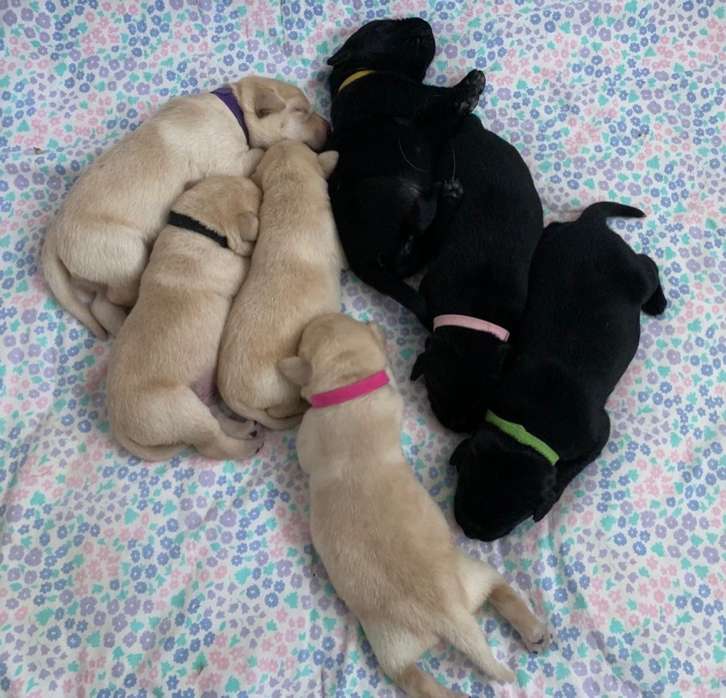 Chiot Labrador Retriever de la petite Bourionne