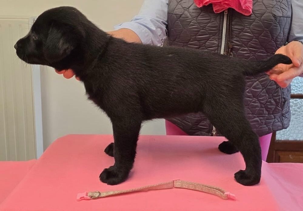 de la petite Bourionne - Chiots disponibles - Labrador Retriever