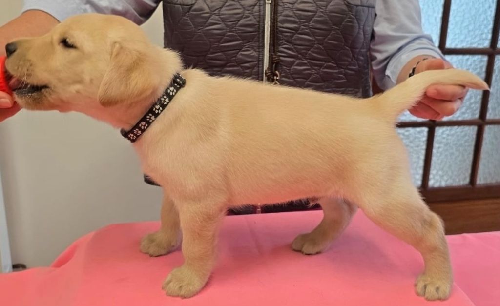de la petite Bourionne - Chiots disponibles - Labrador Retriever
